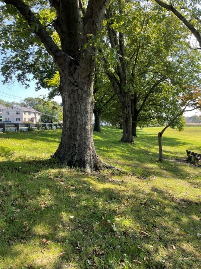 Trees along Ella T. Grasso Boulevard