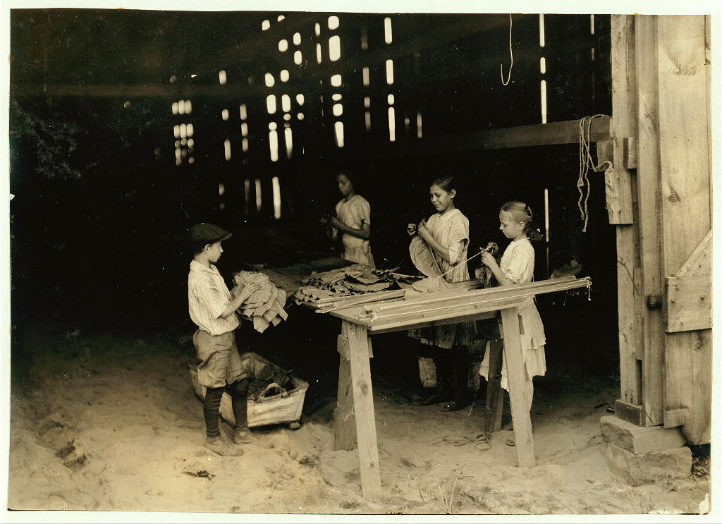 South Windsor tobacco workers, view 3