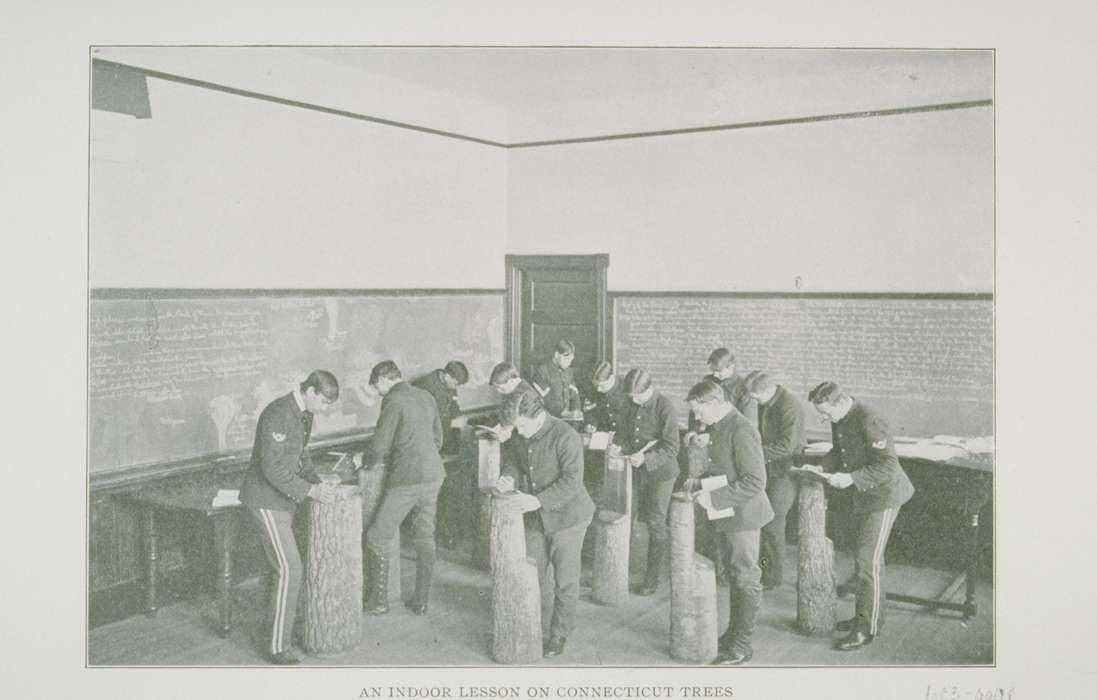 Indoor Lesson On Connecticut Trees